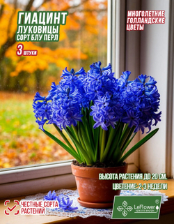 Гиацинт Луковицы, Блу Перл, 3шт