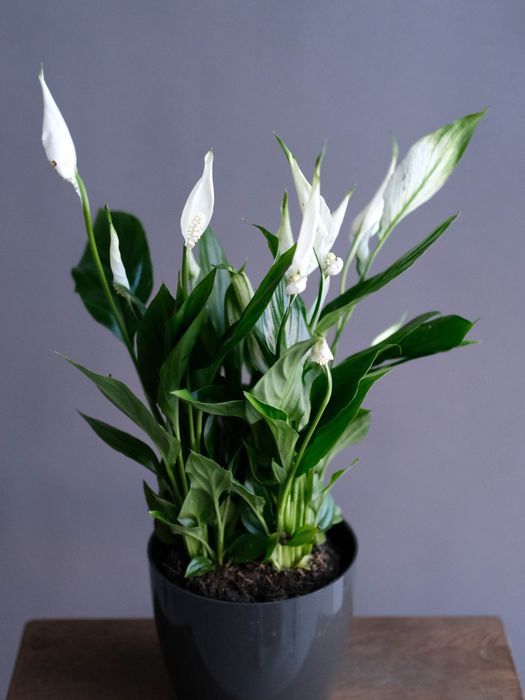 Спатифиллум Белини (D-13)