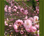 Луизеания трехлопастная, слива трехлопастная, миндаль трехлопастной, "Сакура" нежно-розовая