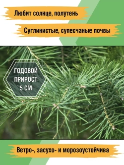 Саженец Пихта одноцветная Конколор