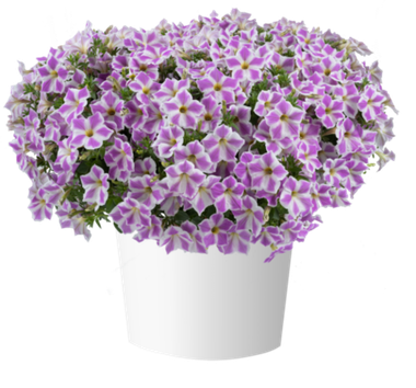 32472 Петуния CASCADIAS LILAC FROST (ВЕСНА 2025)