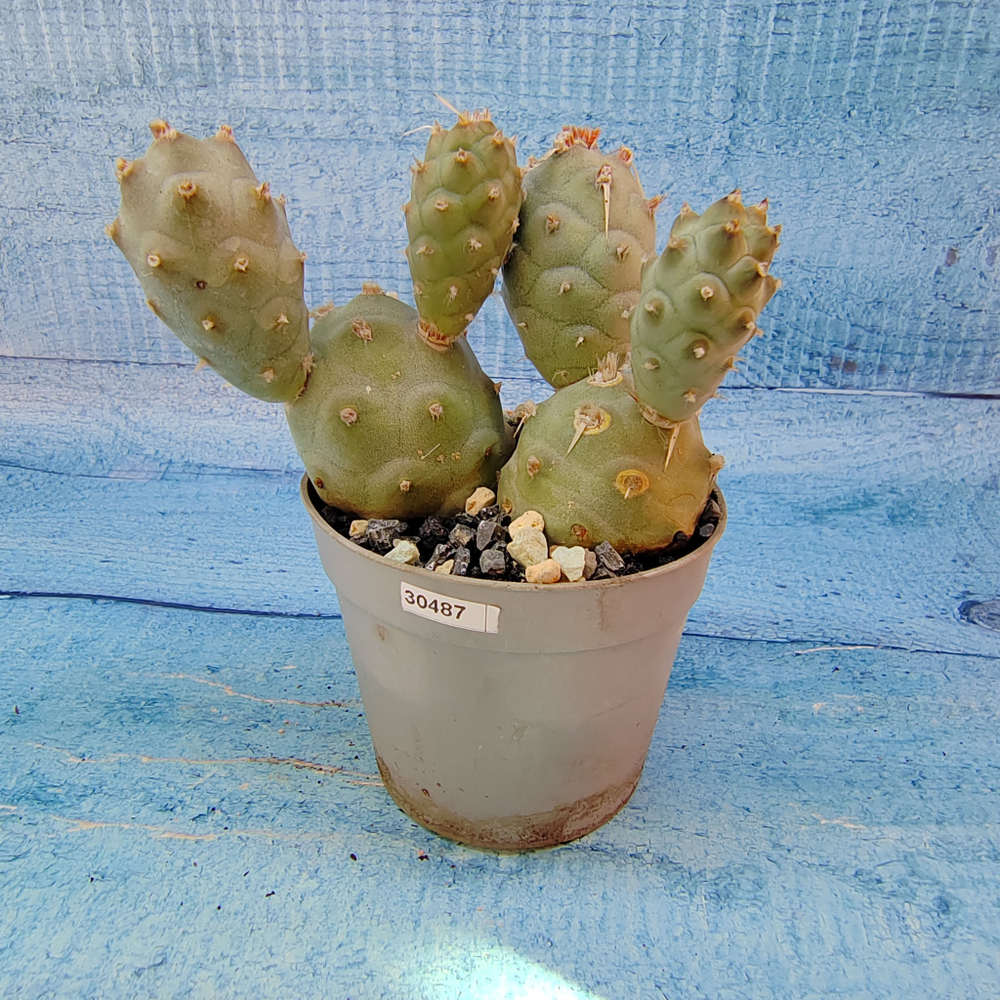 Tephrocactus Articulatus (Тефрокактус)