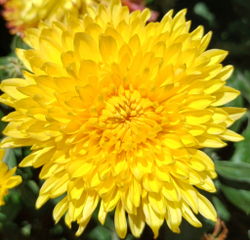 САЖЕНЦЫ ХРИЗАНТЕМЫ КОРЕЙСКАЯ № 12 МИШАЛЬ