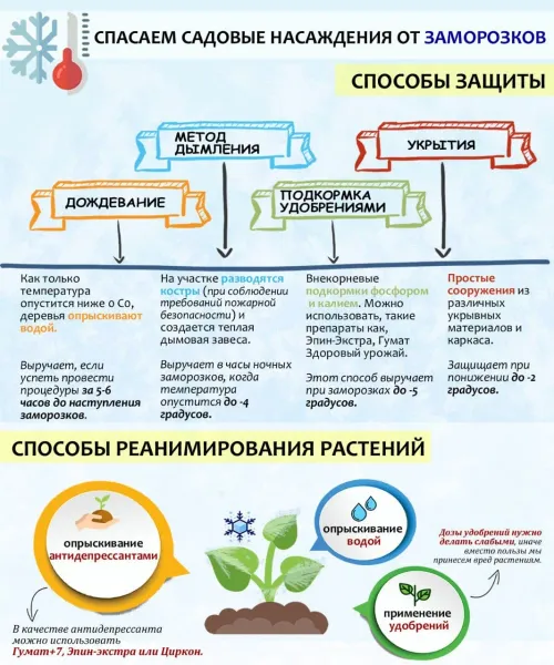 Как спасти цветочные почки от возвратных заморозков: проверенные сибирские методы Как спасти цветочные почки от возвратных заморозков: проверенные сибирские методы