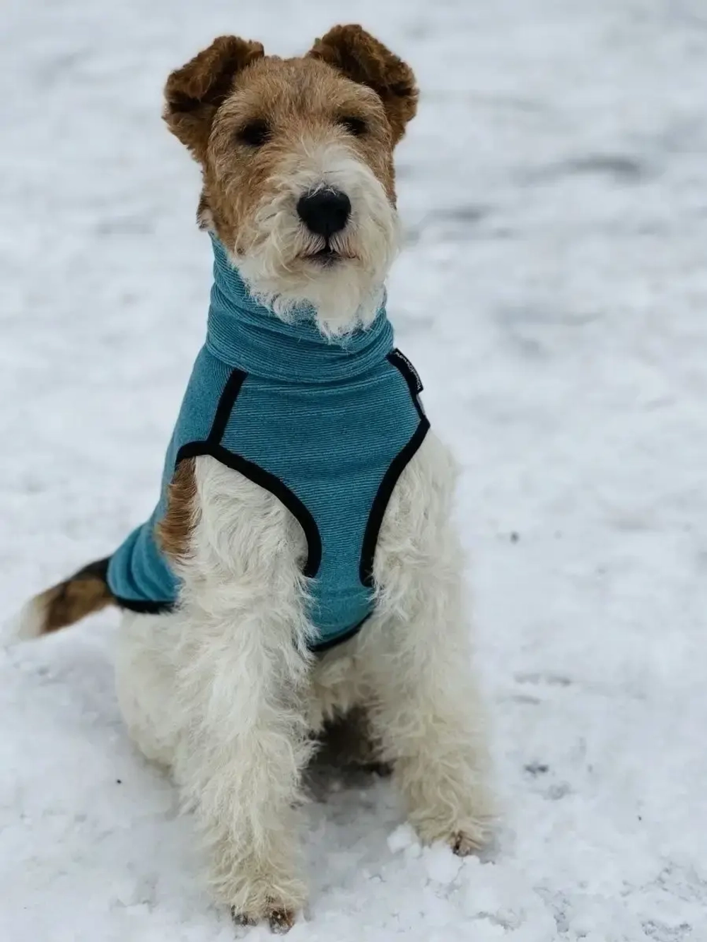 Свитер для собак на молнии попона