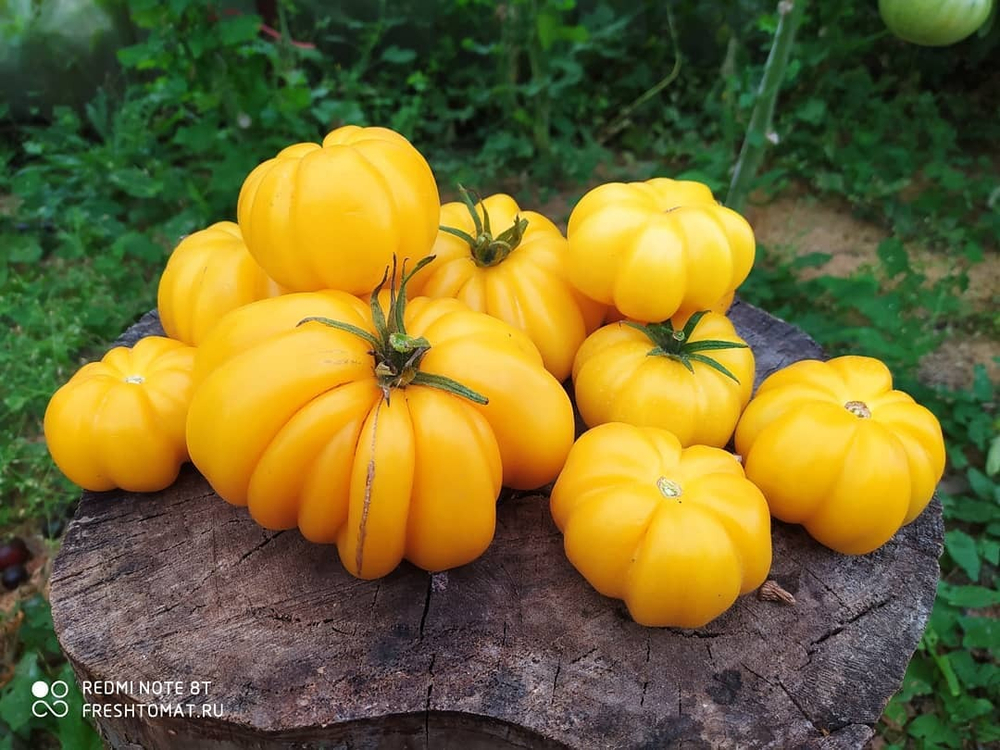 Жёлтый ребристый (Yellow ruffled) сорт томата