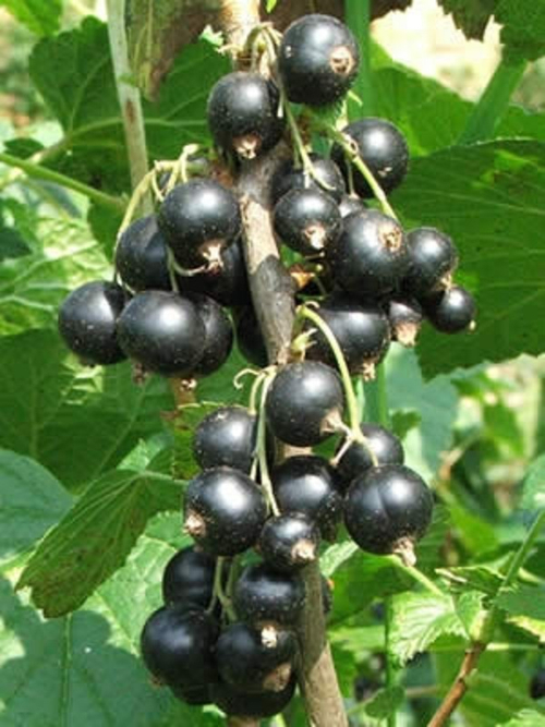 Саженцы смородины черной Загадка