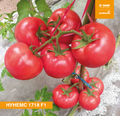 НУНЕМС 1718 F1 семена томата (Nunhems / Нюнемс)