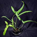 Филодендрон HOLTONIANUM