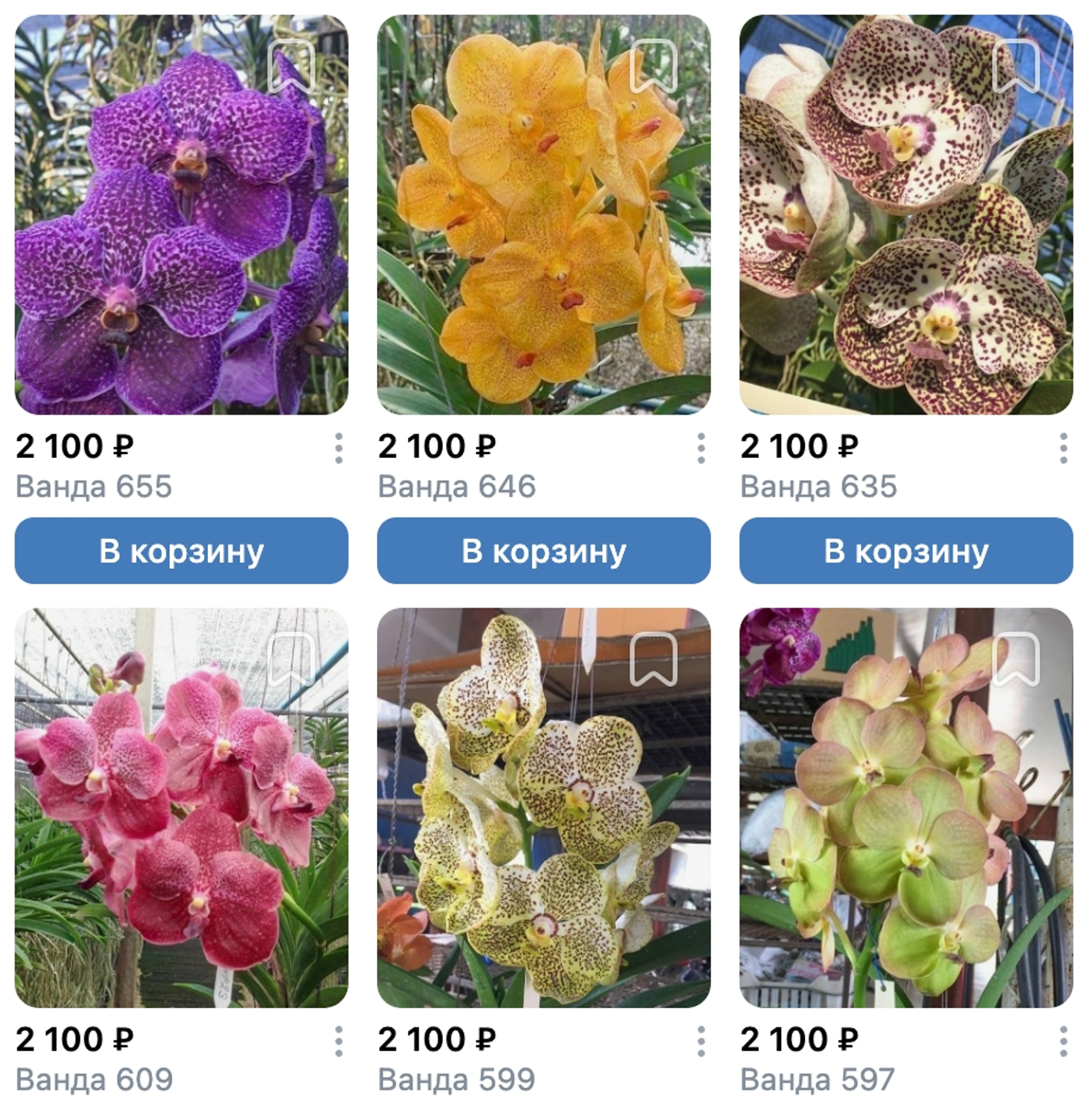 Немного ванд добавилось в предзаказ орхидей на май