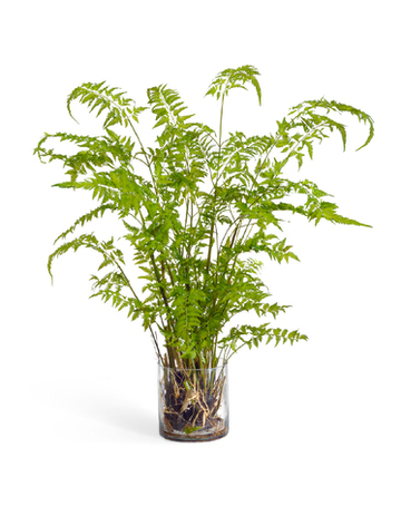 Папоротник Железный в стекле с корнями, землёй, мхом