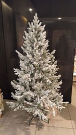 Ель заснеженная «Нордман» (Литая хвоя) от 1.2 до 2.4 м