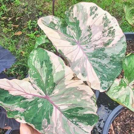 Колоказия PINK WAYU