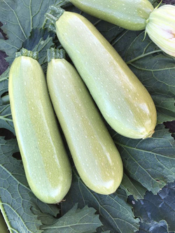 Кабачок Паскаль F1 5шт Мировые Семена VITA GREEN