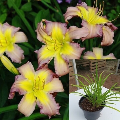 Лилейник Ридженси Хайтс, на горшке С2(2л)