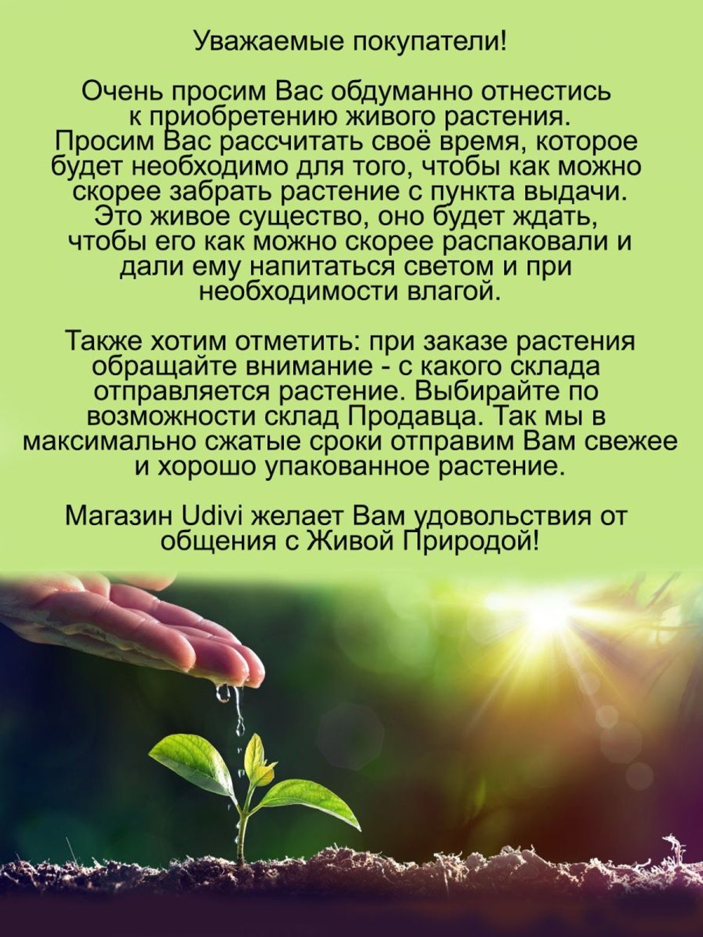Ипомея батат вариегата