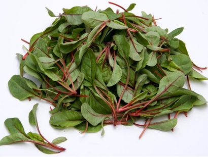 Рубарб семена мангольда (Sakata / Саката)