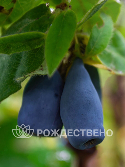 Жимолость Звездочка