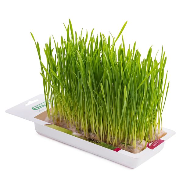 Трава TiTBiT для кошек, овёс