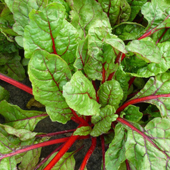 Бали семена мангольда (Bejo / Бейо)