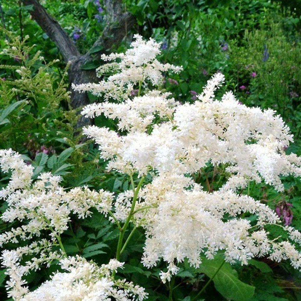 Астильба Арендса Bridal Veil