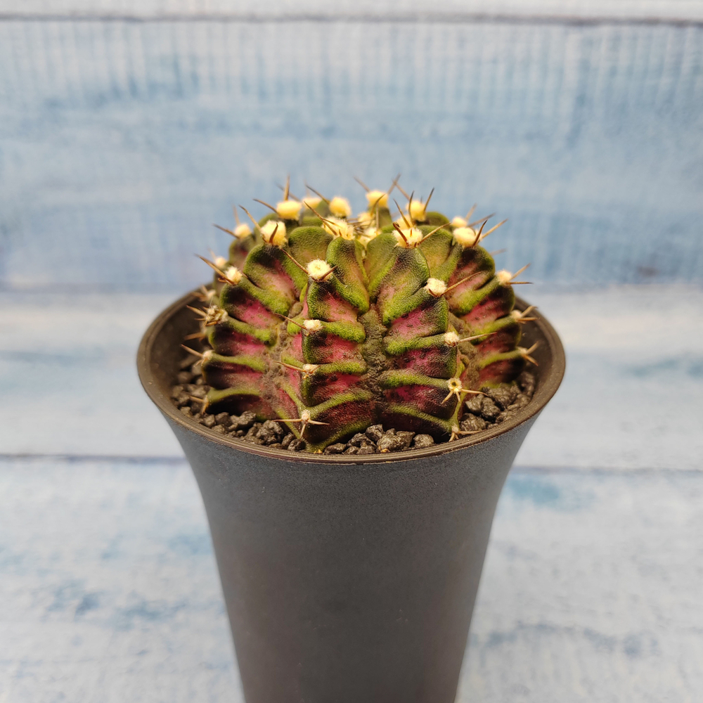 Gymnocalycium T-Rex Pink hybride (Гимнокалициум T-rex)