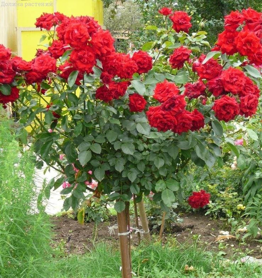 Роза Николо Паганини на штамбе 90-100 см закупка М01 получение март 2026