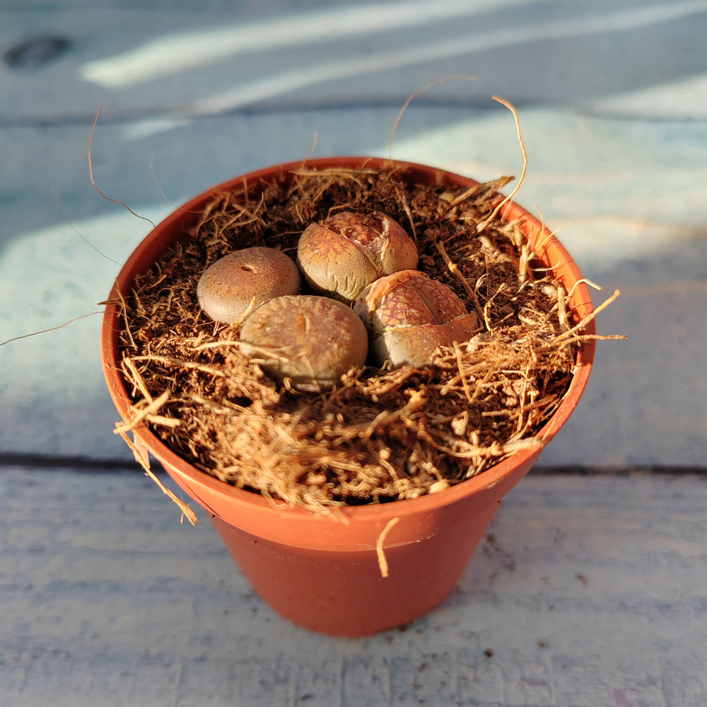 Lithops sp. (Литопсы)