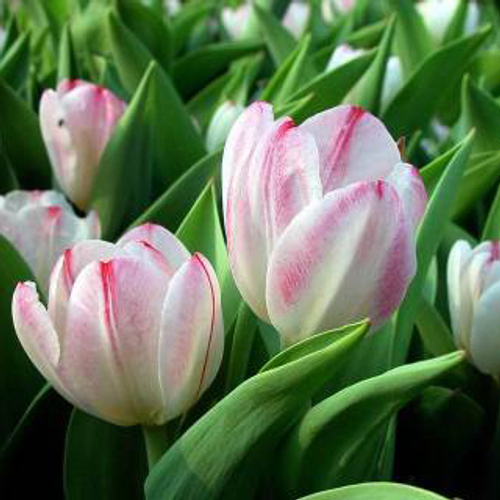 Купить Букет 35 белых тюльпанов Snowboard #815