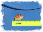 Ципрекассис тестикулус (Cypraecassis testiculus) размер 3,5 см.