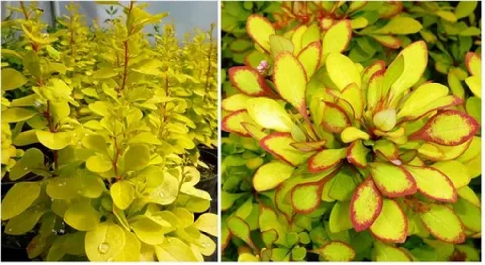 Барбарис Тунберга Мария С3 Закупка М60 июнь 2026