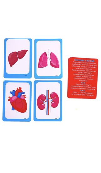 Набор для опытов "Научный набор 2В1",модель тела человека и лабораторная посуда