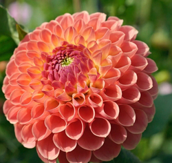 Георгин Джовей Никки (Jowei Nikki)