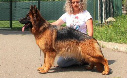 Теам Зильбер Вассерфаль ДИНГА