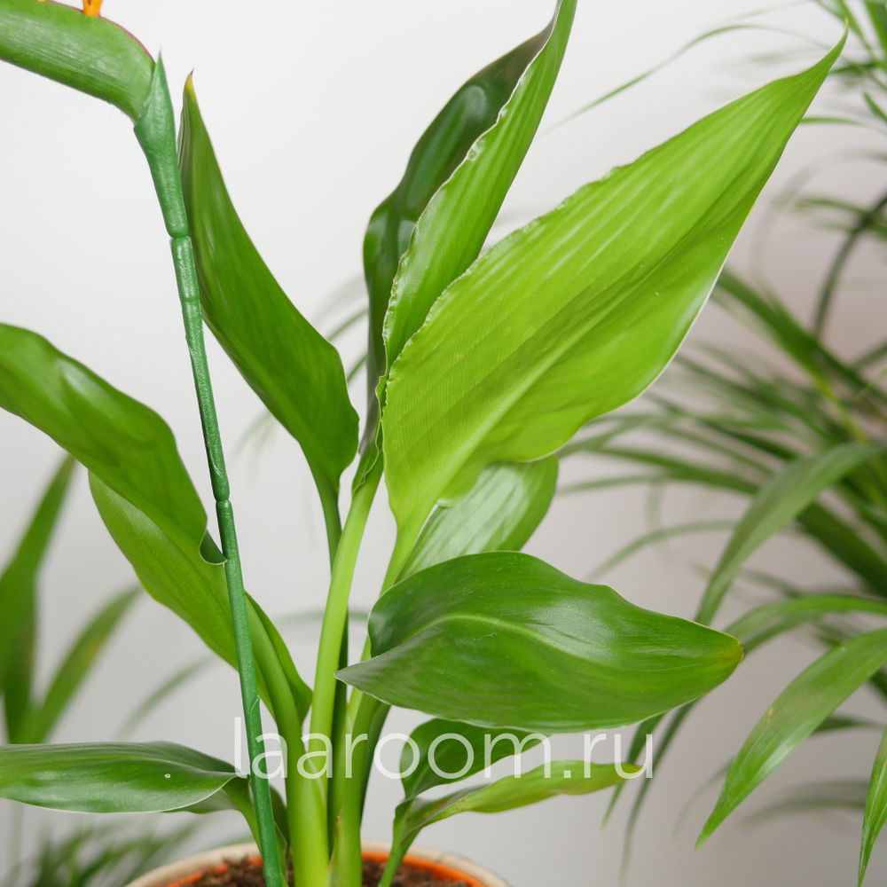 Стрелиция Регина 12/35