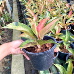 Аглаонема AMORN