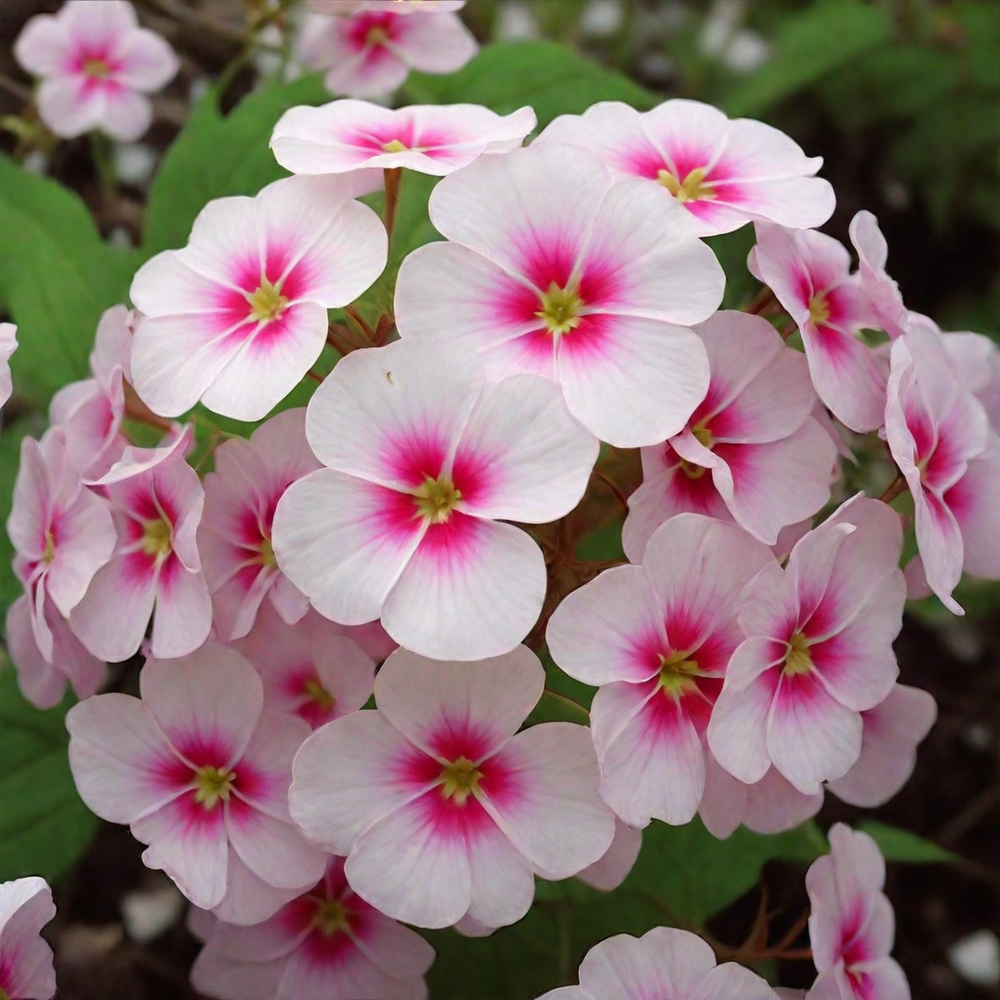 флокс биколор