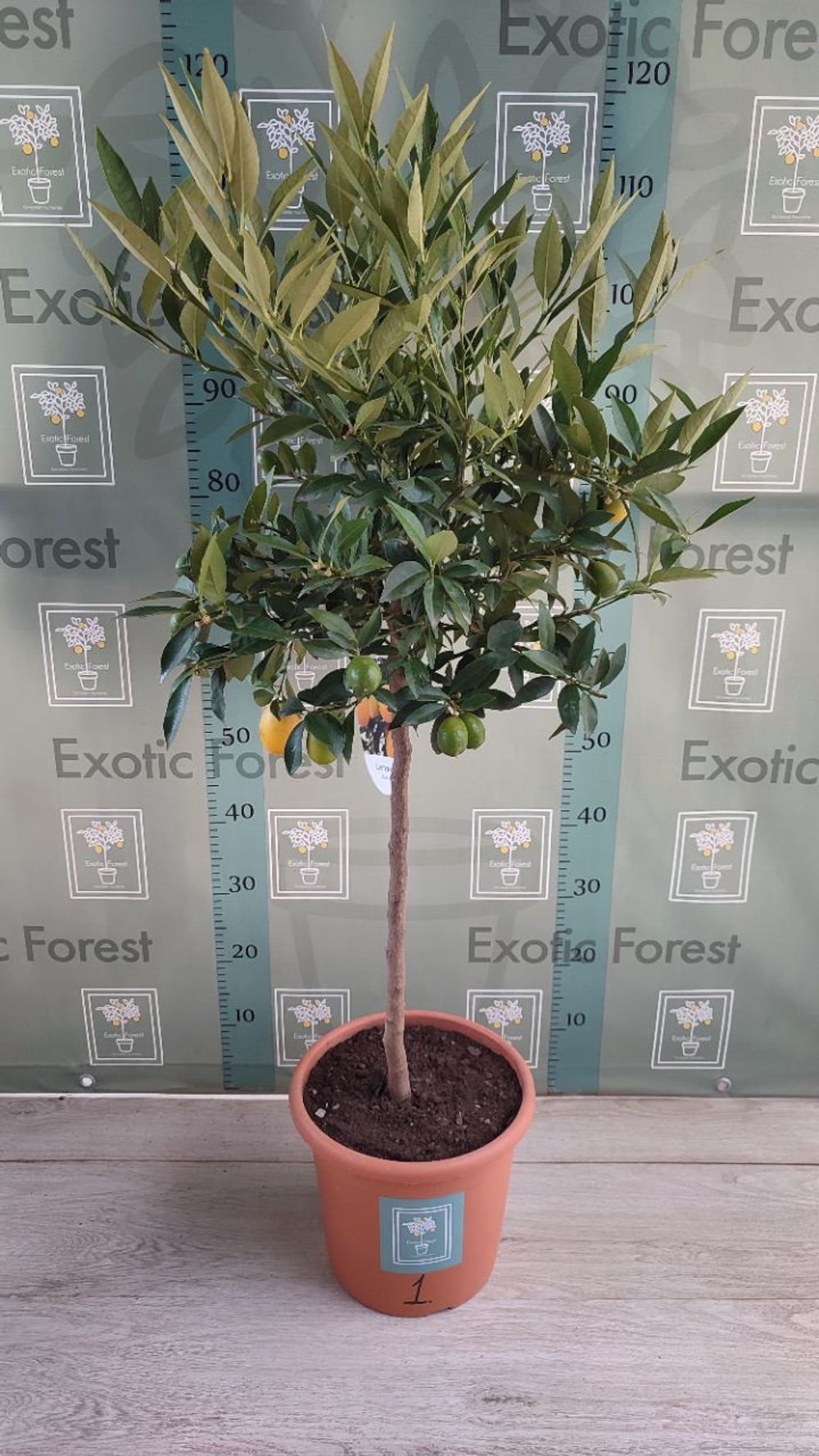 Lemonquat
