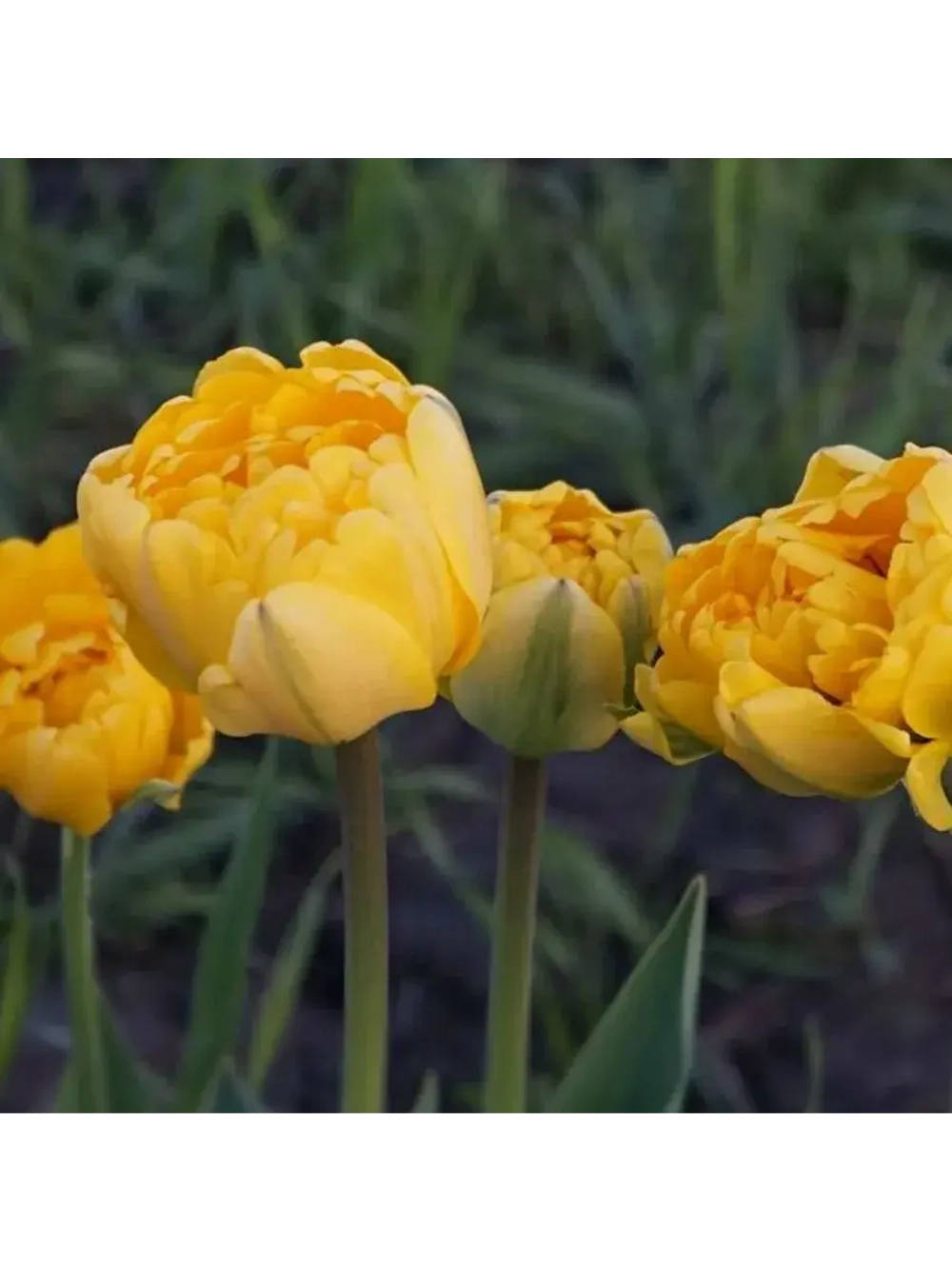 Тюльпаны Yellow Pomponette 4 шт, набор луковиц