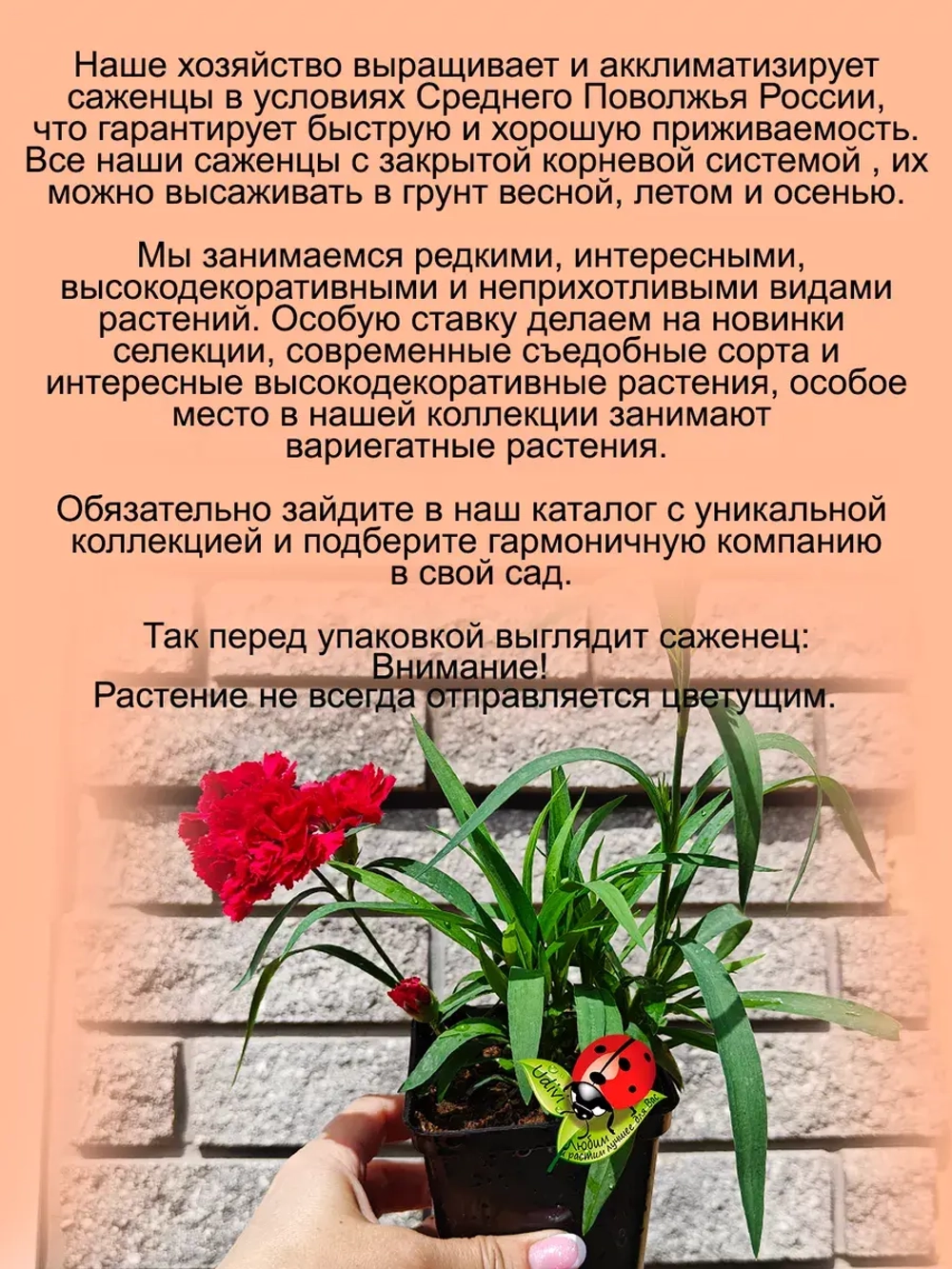 Гвоздика ампельная Ред красная ароматная