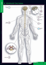 Комплект таблиц "Строение тела человека" (10табл.+ 80 карт.)