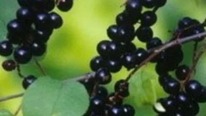 Плоды черемухи обыкновенной