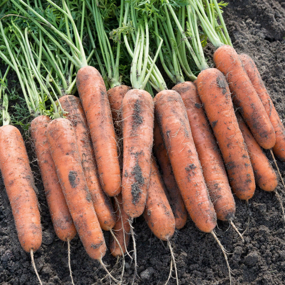 Самсон семена моркови нантской (Bejo / Бейо) культура – фото 2