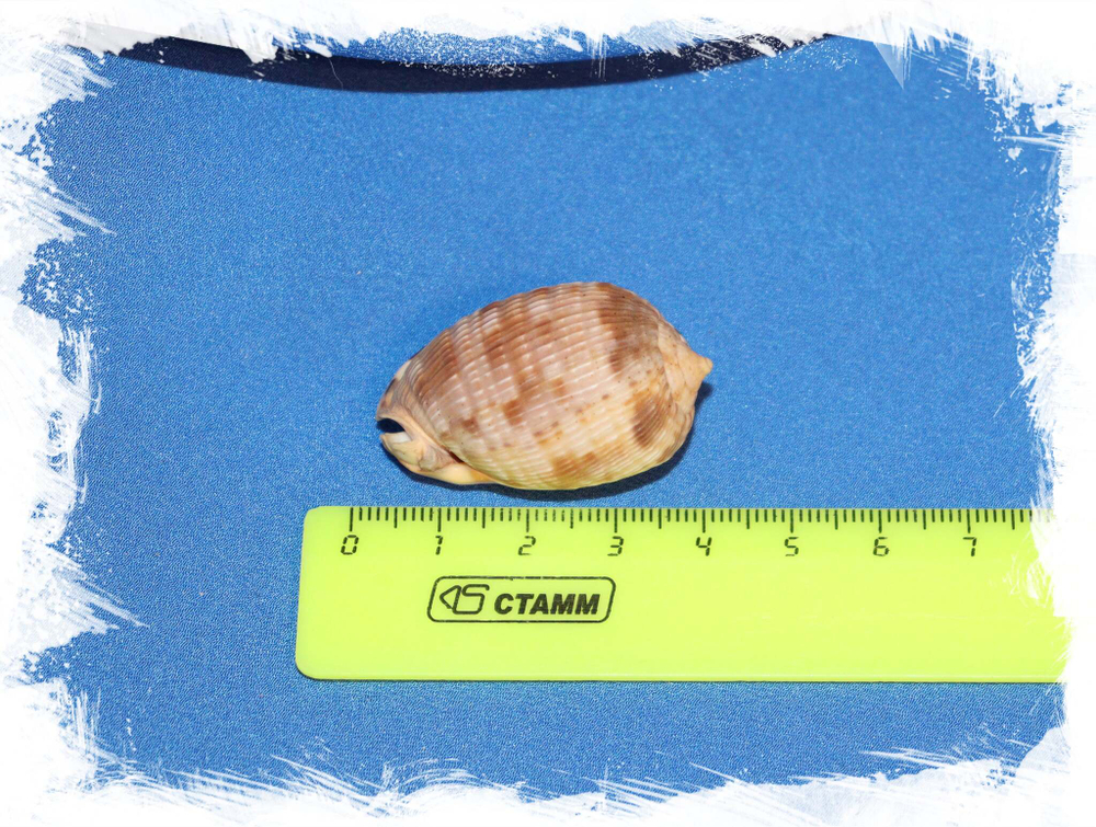 Ципрекассис тестикулус (Cypraecassis testiculus) размер 3,4 см.