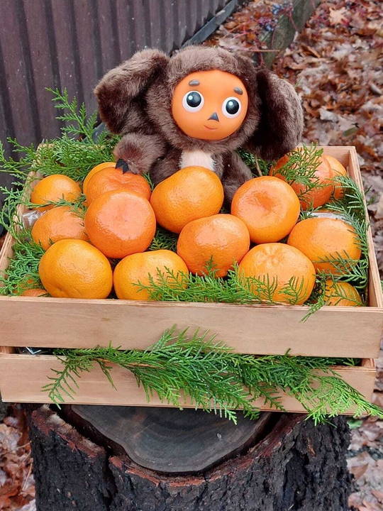 Чебурашка с 5 кг мандаринами