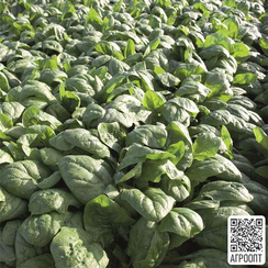 Рембор F1 семена шпината (Bejo / Бейо)