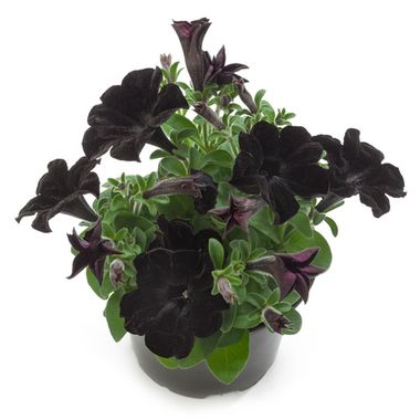 3214 Петуния CRAZYTUNIA BLACK MAMBA (ВЕСНА 2025)