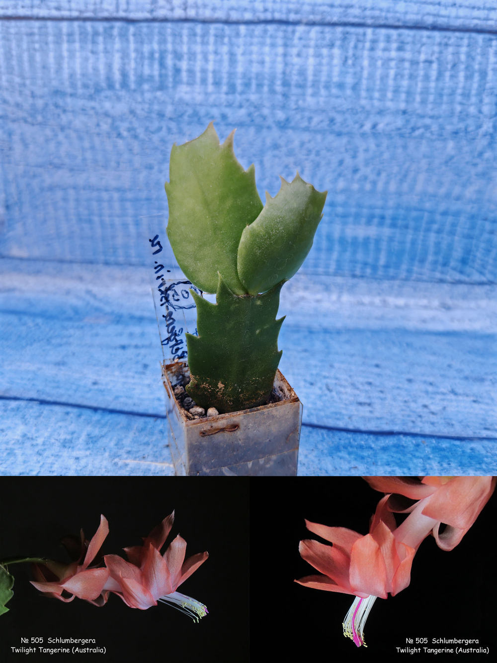 Schlumbergera cv. Twilight Tangerine (Шлюмбергера)