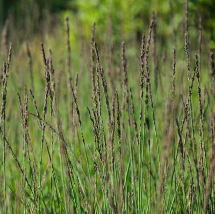 Молиния голубая "Moorhexe".  Molinia caerulea "Moorhexe".