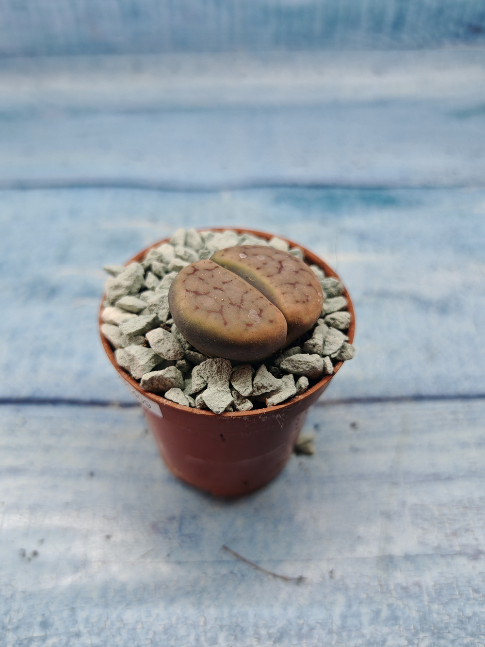 Lithops sp. (Литопсы)